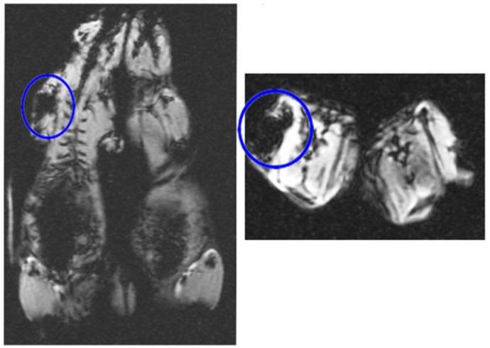 https://cdn.ncbi.nlm.nih.gov/pmc/blobs/594c/10054380/c3123b9e6601/jcm-12-02395-g005.jpg