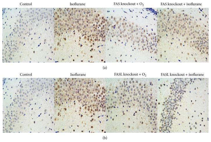 https://cdn.ncbi.nlm.nih.gov/pmc/blobs/594d/4644536/1e1039ee8df7/BMRI2015-315872.004.jpg