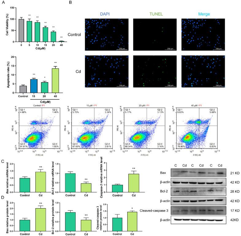 https://cdn.ncbi.nlm.nih.gov/pmc/blobs/594e/9101166/e62d33427046/ijms-23-04948-g001.jpg