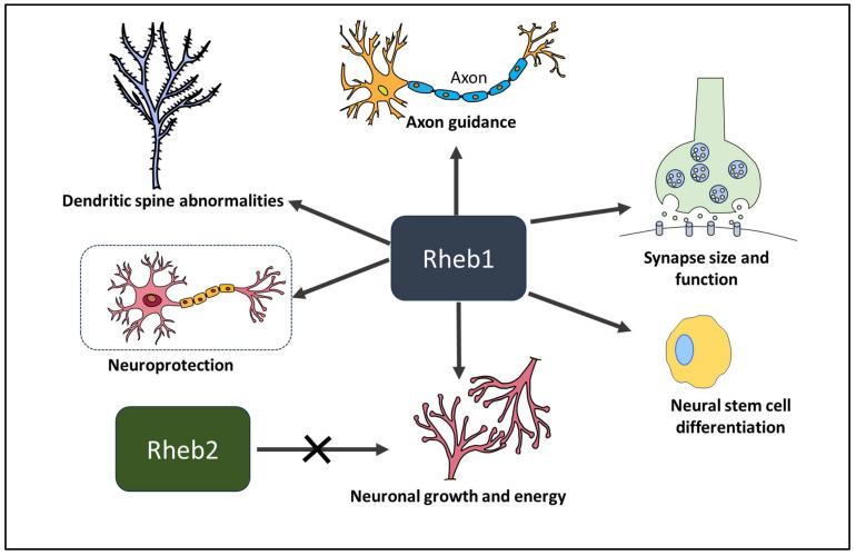 https://cdn.ncbi.nlm.nih.gov/pmc/blobs/594f/10855792/1782d5a040a8/ijms-25-01489-g003.jpg