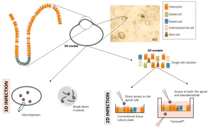 https://cdn.ncbi.nlm.nih.gov/pmc/blobs/594f/7697248/cded0d6f596f/viruses-12-01288-g002.jpg