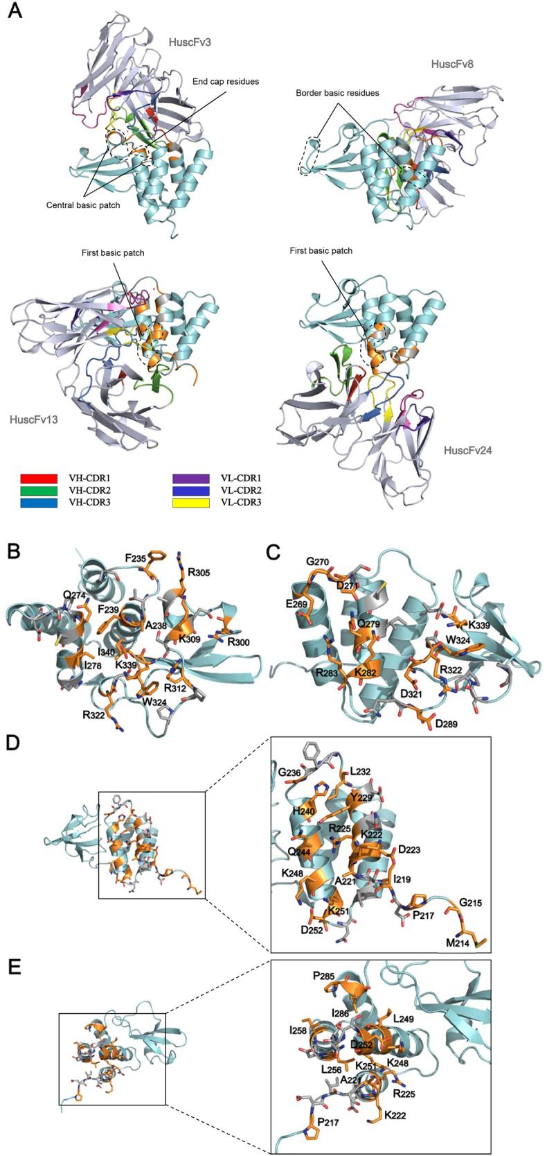 https://cdn.ncbi.nlm.nih.gov/pmc/blobs/5957/5864874/8afd9d8b2f1a/41426_2018_31_Fig3_HTML.jpg