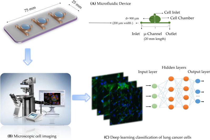 https://cdn.ncbi.nlm.nih.gov/pmc/blobs/5957/8105370/13f85d036a77/41598_2021_89352_Fig1_HTML.jpg