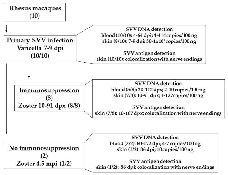 https://cdn.ncbi.nlm.nih.gov/pmc/blobs/5959/9227806/08d54837304d/viruses-14-01167-g005.jpg