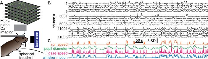 https://cdn.ncbi.nlm.nih.gov/pmc/blobs/5967/9931391/960a3f01c0a0/elife-79950-fig1.jpg