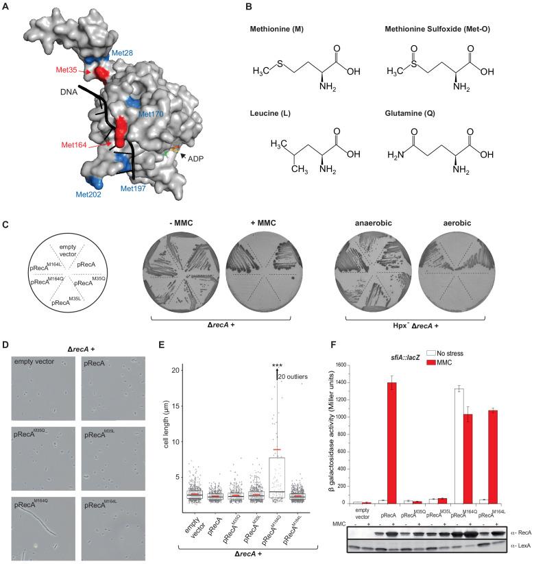 https://cdn.ncbi.nlm.nih.gov/pmc/blobs/596c/7943192/1f5dedbdc652/elife-63747-fig4.jpg