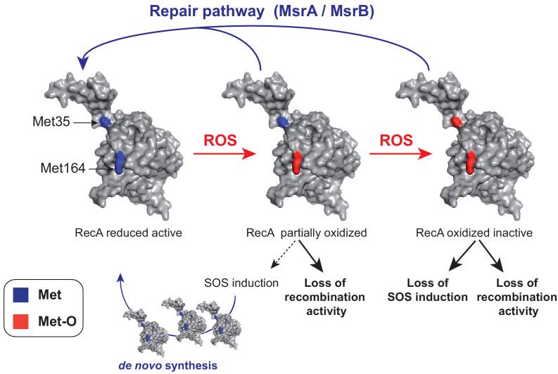 https://cdn.ncbi.nlm.nih.gov/pmc/blobs/596c/7943192/c12ad5b2341c/elife-63747-fig9.jpg