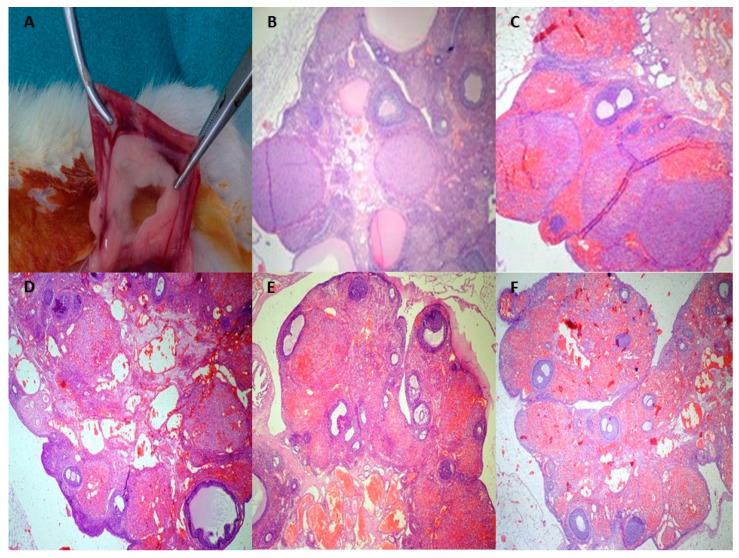 https://cdn.ncbi.nlm.nih.gov/pmc/blobs/596d/11352825/79647df6d8c6/cimb-46-00526-g003.jpg