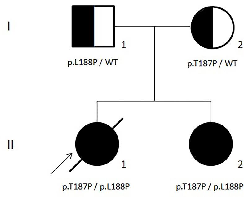 https://cdn.ncbi.nlm.nih.gov/pmc/blobs/596f/8552009/f260d1f264b2/fimmu-12-754029-g002.jpg