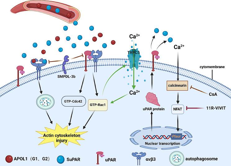https://cdn.ncbi.nlm.nih.gov/pmc/blobs/5970/11318291/039fff6dae8a/12882_2024_3695_Fig1_HTML.jpg