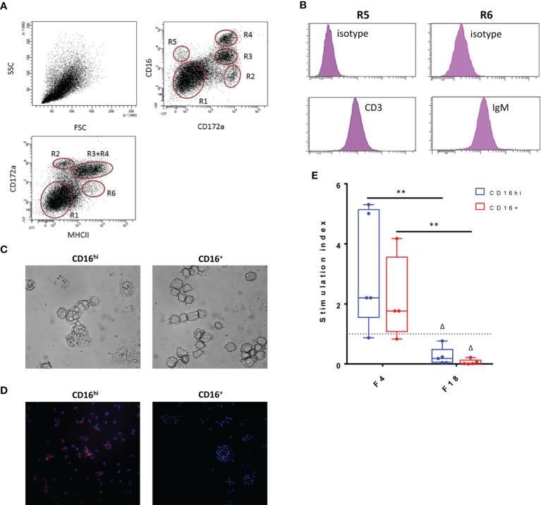 https://cdn.ncbi.nlm.nih.gov/pmc/blobs/5970/8551371/2997501e633d/fimmu-12-753371-g008.jpg