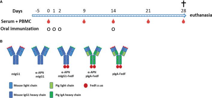 https://cdn.ncbi.nlm.nih.gov/pmc/blobs/5970/8551371/320fba3d8471/fimmu-12-753371-g005.jpg