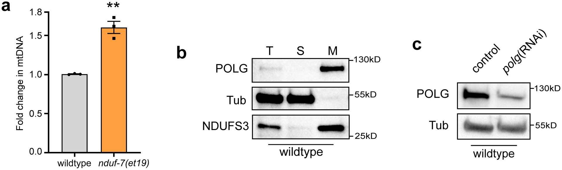 https://cdn.ncbi.nlm.nih.gov/pmc/blobs/5977/8868506/646a64b7a56f/nihms-1767898-f0008.jpg