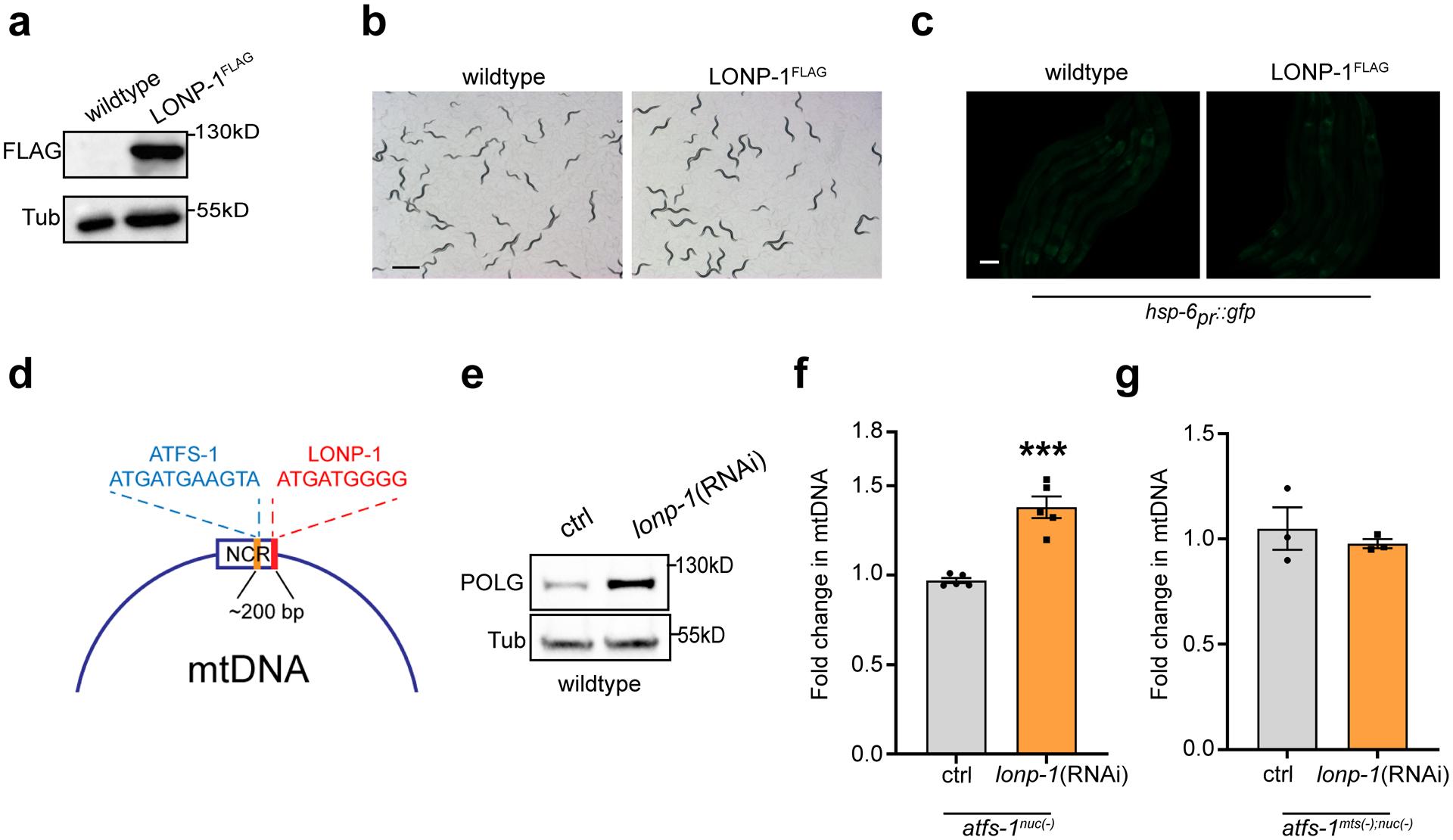 https://cdn.ncbi.nlm.nih.gov/pmc/blobs/5977/8868506/74cdff991e6b/nihms-1767898-f0010.jpg