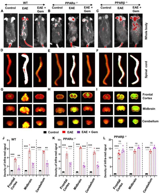 https://cdn.ncbi.nlm.nih.gov/pmc/blobs/5978/11148333/b4a690e2c2c2/fncel-18-1375531-g003.jpg