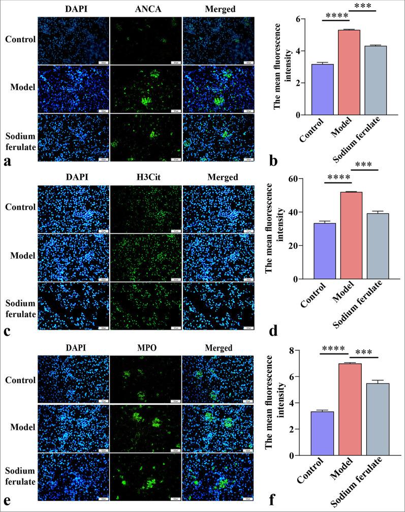 https://cdn.ncbi.nlm.nih.gov/pmc/blobs/597d/11801691/2623fc39eec7/Cytojournal-21-76-g001.jpg