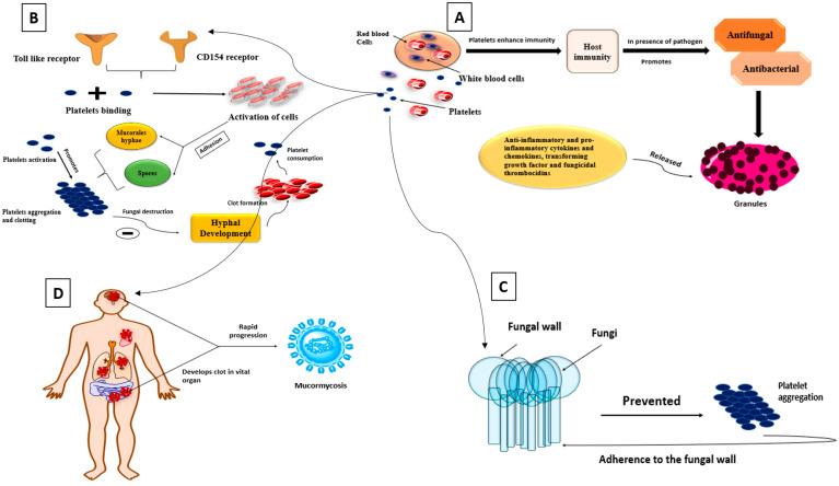 https://cdn.ncbi.nlm.nih.gov/pmc/blobs/597f/8468123/20f27a49b65b/antibiotics-10-01079-g003.jpg