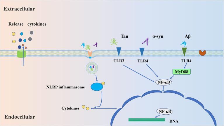 https://cdn.ncbi.nlm.nih.gov/pmc/blobs/5984/9872664/412b44301957/fnagi-14-1065183-g001.jpg