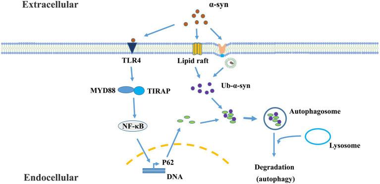 https://cdn.ncbi.nlm.nih.gov/pmc/blobs/5984/9872664/a6fe4b79d9dc/fnagi-14-1065183-g002.jpg