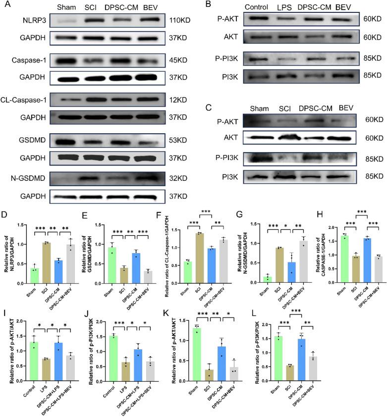 https://cdn.ncbi.nlm.nih.gov/pmc/blobs/5986/11992863/601a863175fd/12967_2025_6388_Fig7_HTML.jpg