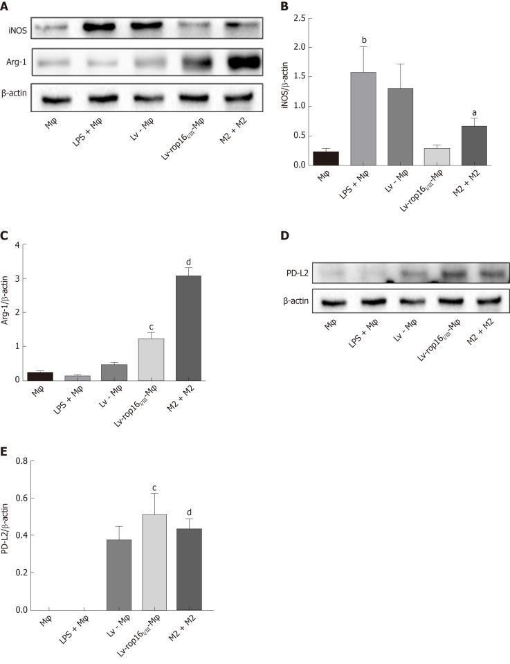 https://cdn.ncbi.nlm.nih.gov/pmc/blobs/5988/6906210/ba6110bb854f/WJG-25-6634-g008.jpg
