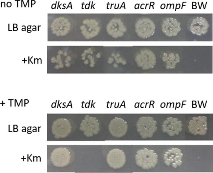 https://cdn.ncbi.nlm.nih.gov/pmc/blobs/598e/8767339/01d40f9a3e45/mgen-7-0718-g004.jpg