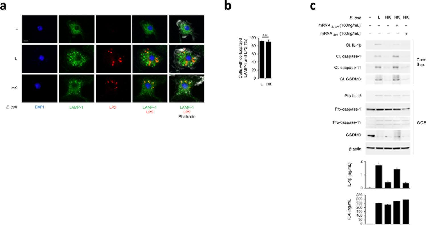 https://cdn.ncbi.nlm.nih.gov/pmc/blobs/598e/9106893/0739c2219fc3/nihms-1790789-f0009.jpg