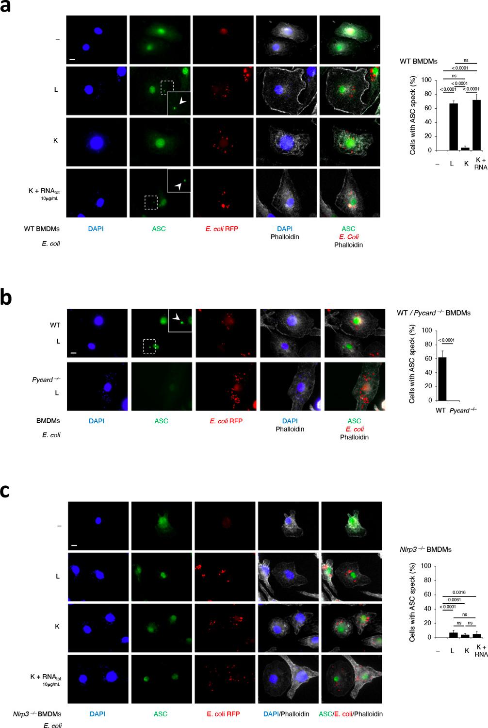 https://cdn.ncbi.nlm.nih.gov/pmc/blobs/598e/9106893/45b8814583e2/nihms-1790789-f0012.jpg