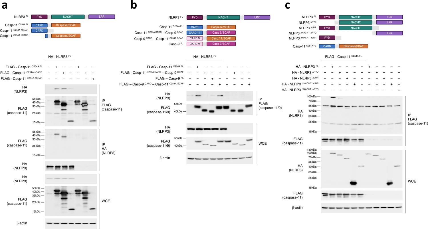 https://cdn.ncbi.nlm.nih.gov/pmc/blobs/598e/9106893/9716940c30c5/nihms-1790789-f0008.jpg