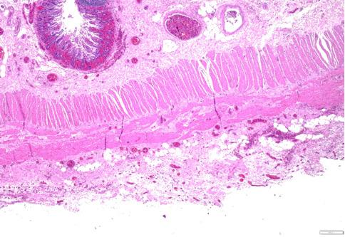 https://cdn.ncbi.nlm.nih.gov/pmc/blobs/5995/12215329/fe27c1b47467/ac-2024-00486-0069f7.jpg