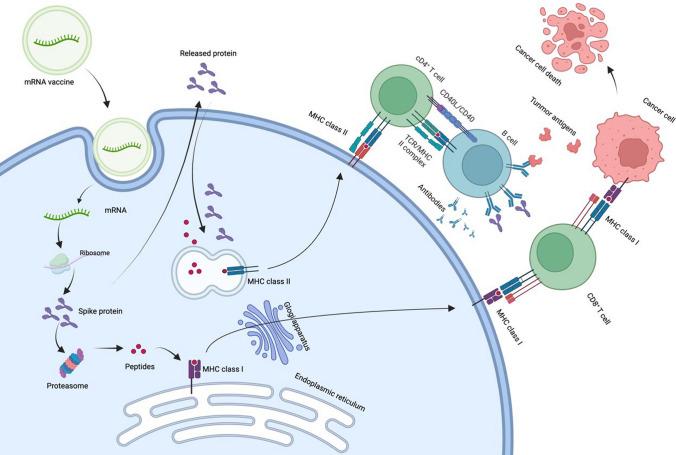 https://cdn.ncbi.nlm.nih.gov/pmc/blobs/5997/12055746/c18293c38d96/12672_2025_2542_Fig1_HTML.jpg
