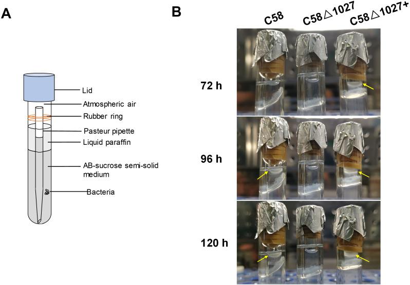 https://cdn.ncbi.nlm.nih.gov/pmc/blobs/599b/10851874/d6a13e98a631/peerj-12-16898-g004.jpg