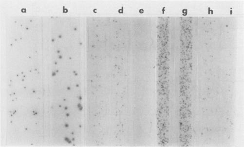https://cdn.ncbi.nlm.nih.gov/pmc/blobs/599b/270186/640f3471def2/jcm00044-0161-a.jpg
