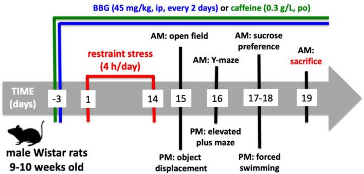 https://cdn.ncbi.nlm.nih.gov/pmc/blobs/599f/7957057/8208b8caa3b9/fncel-15-639322-g0001.jpg