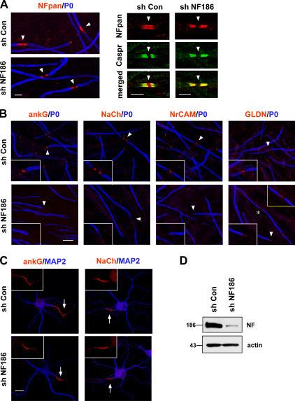 https://cdn.ncbi.nlm.nih.gov/pmc/blobs/59a1/2064285/6583c1054183/jcb1770857f06.jpg