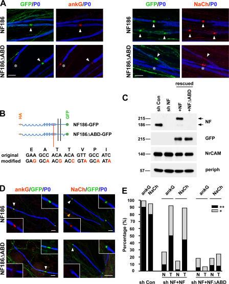 https://cdn.ncbi.nlm.nih.gov/pmc/blobs/59a1/2064285/66881760ec64/jcb1770857f07.jpg