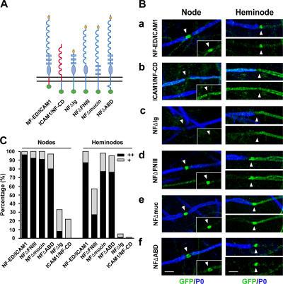 https://cdn.ncbi.nlm.nih.gov/pmc/blobs/59a1/2064285/96880ad7329f/jcb1770857f03.jpg