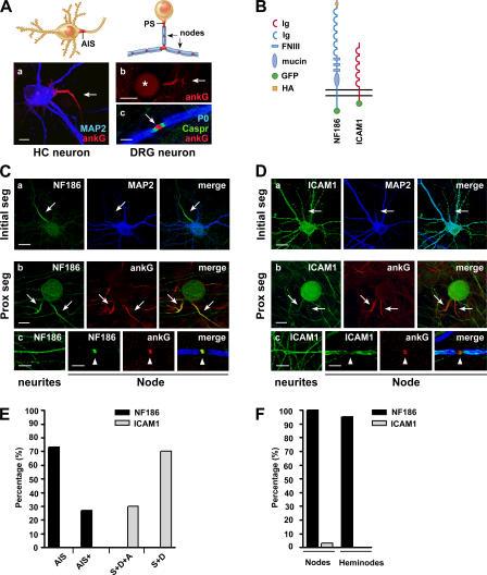https://cdn.ncbi.nlm.nih.gov/pmc/blobs/59a1/2064285/dcad462de429/jcb1770857f01.jpg
