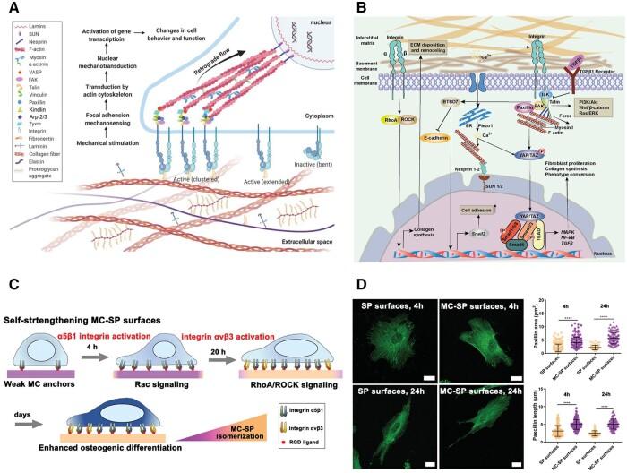 https://cdn.ncbi.nlm.nih.gov/pmc/blobs/59a5/11272181/219c0ab85766/rbae078f5.jpg