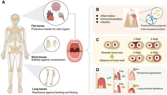 https://cdn.ncbi.nlm.nih.gov/pmc/blobs/59a5/11272181/bd115ae30ddb/rbae078f1.jpg