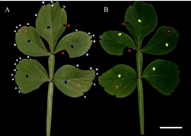 https://cdn.ncbi.nlm.nih.gov/pmc/blobs/59a6/10506578/bf578d046388/peerj-11-15980-g001.jpg