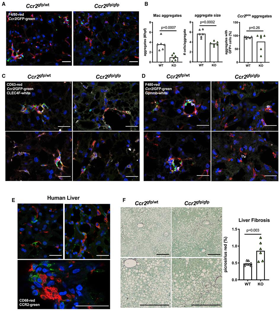 https://cdn.ncbi.nlm.nih.gov/pmc/blobs/59a7/7877246/0a7e94b7a609/nihms-1662664-f0006.jpg