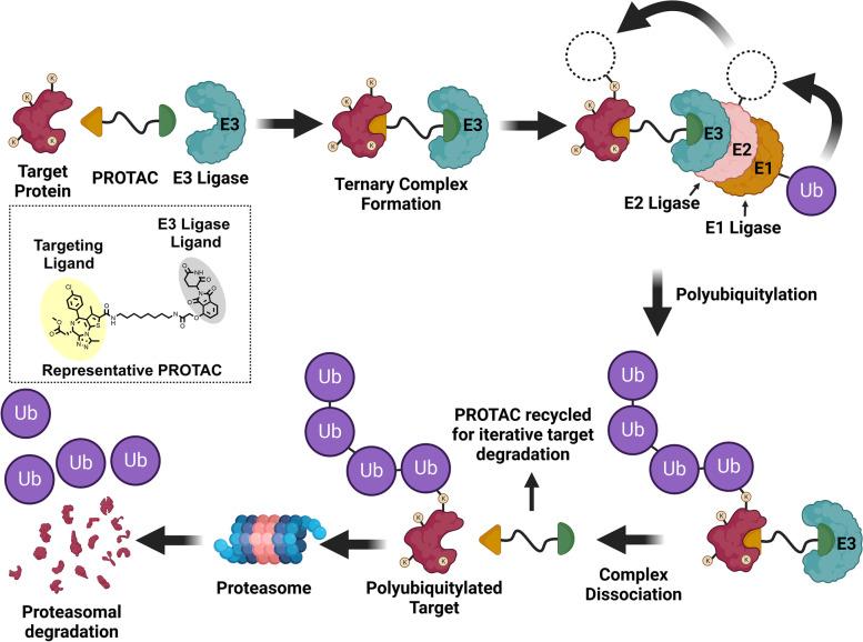 https://cdn.ncbi.nlm.nih.gov/pmc/blobs/59a9/10061819/a28b01b6139e/12943_2022_1707_Fig1_HTML.jpg