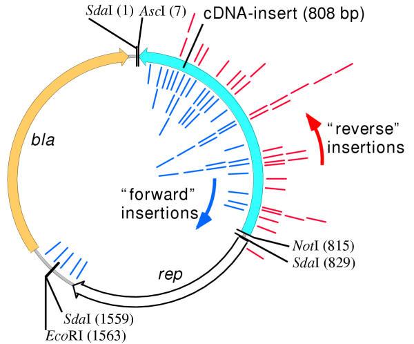 https://cdn.ncbi.nlm.nih.gov/pmc/blobs/59a9/117800/ef5950fde00c/1471-2229-2-6-2.jpg