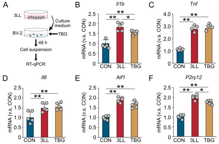 https://cdn.ncbi.nlm.nih.gov/pmc/blobs/59b2/12347334/06ac70f5e34b/ijms-26-07519-g007.jpg