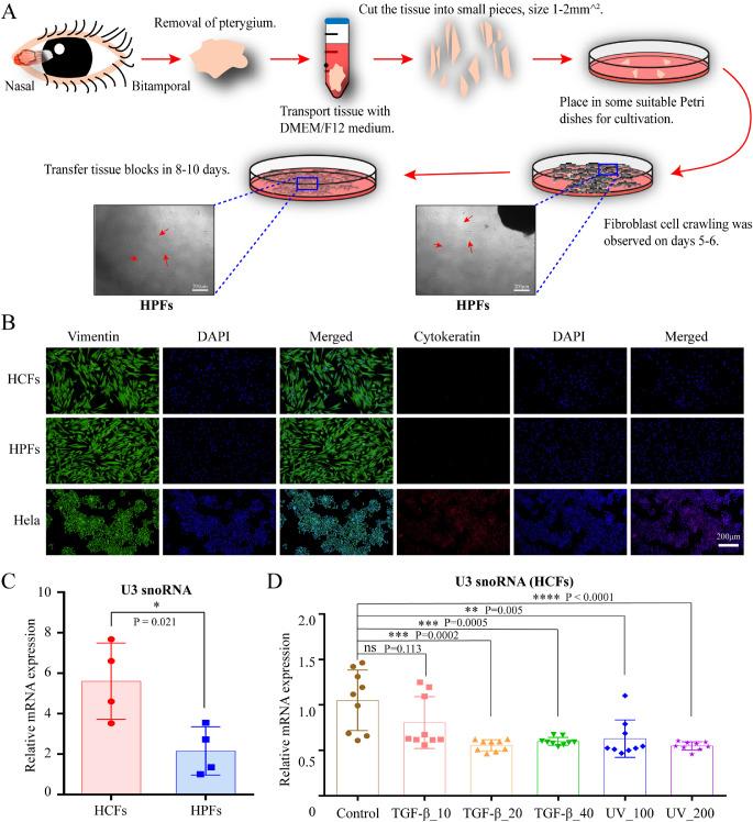 https://cdn.ncbi.nlm.nih.gov/pmc/blobs/59b2/9055567/31f8cd6ec023/iovs-63-4-17-f002.jpg
