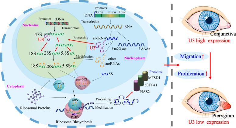 https://cdn.ncbi.nlm.nih.gov/pmc/blobs/59b2/9055567/cd7df9550dd4/iovs-63-4-17-f007.jpg