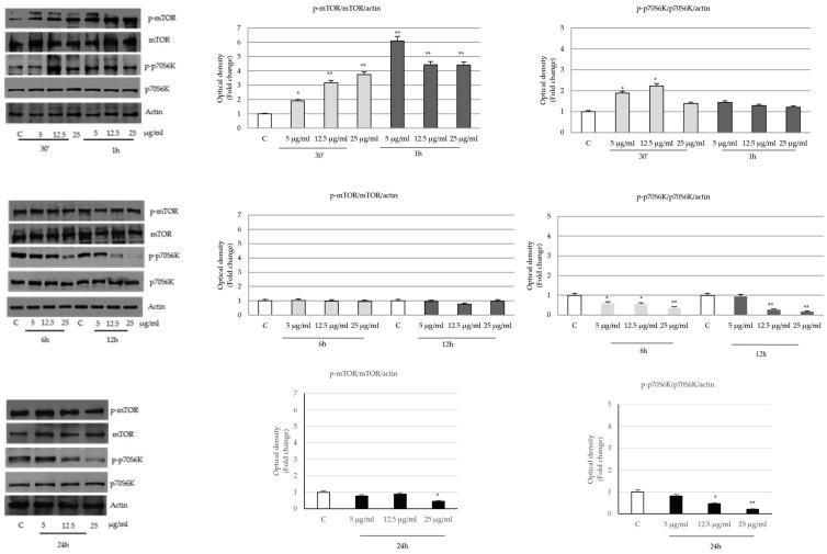 https://cdn.ncbi.nlm.nih.gov/pmc/blobs/59b8/10671002/5559de6add2f/ijms-24-16351-g009.jpg
