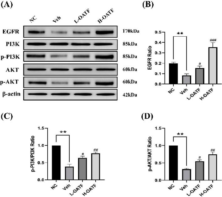 https://cdn.ncbi.nlm.nih.gov/pmc/blobs/59b8/12106310/83ff77d67019/fphar-16-1575270-g008.jpg