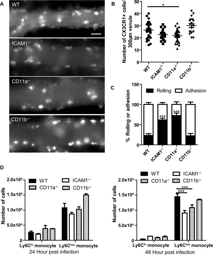 https://cdn.ncbi.nlm.nih.gov/pmc/blobs/59bd/7062284/359d392807ba/ppat.1008361.g004.jpg